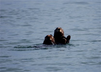 Sea otters photo