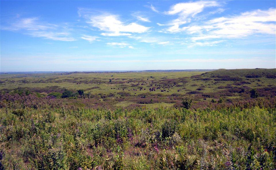 Buffalo at Konza Prairie in Kansas