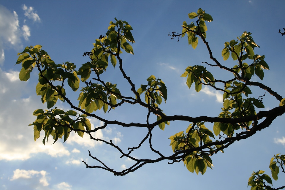 Leaves clumped green