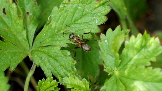 Ameise (cf. Formica sp.)