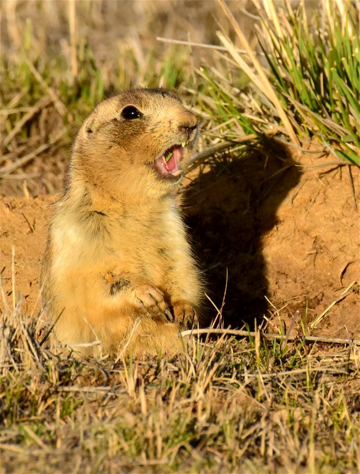 White-tailed prairie dog at Arapaho National Wildlife Refuge Colorado