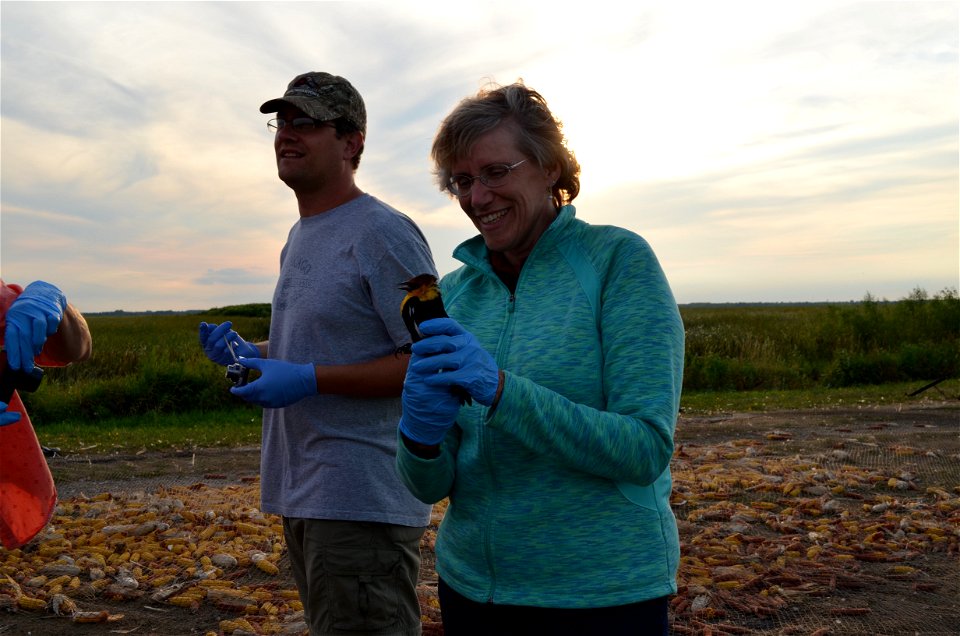 Yellow-headed blackbird release