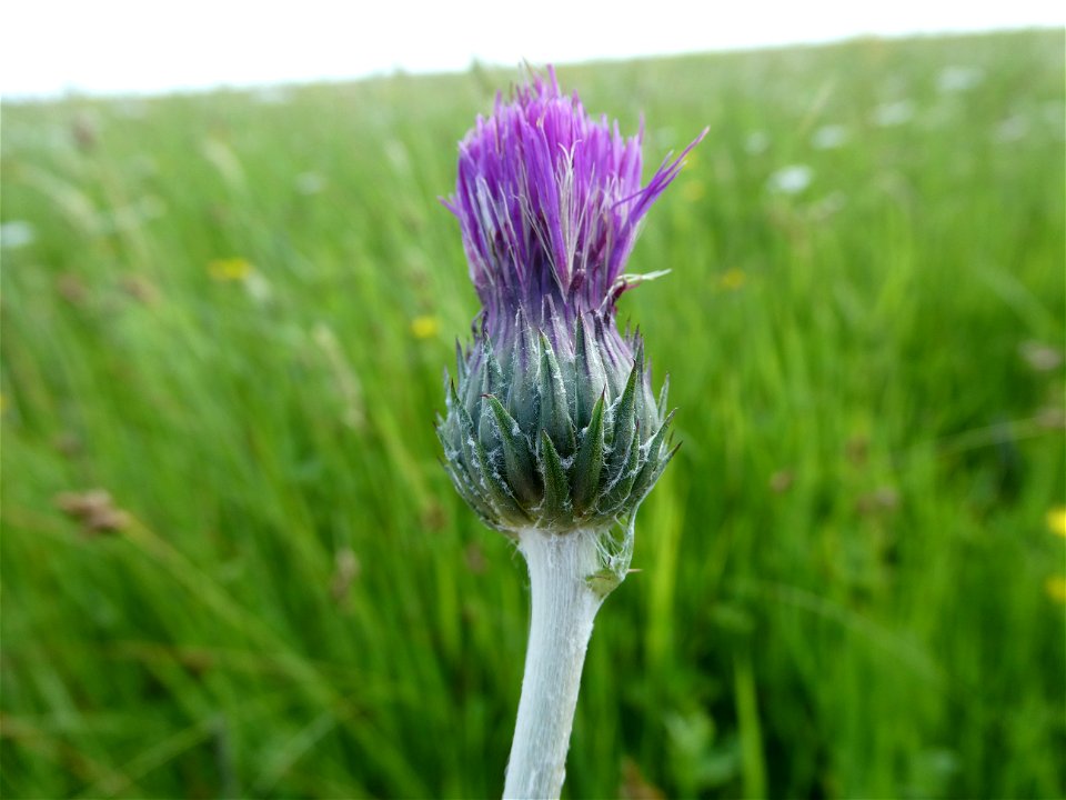 Cirsium dissectum (L.) Hill, 1768