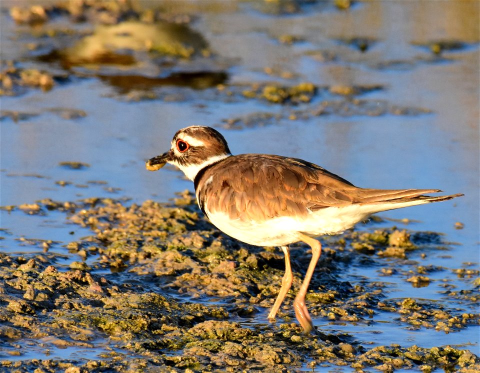 Killdeer at Seedskadee National Wildlife Refuge