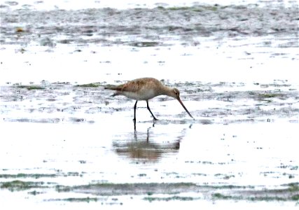 302 - HUDSONIAN GODWIT (9-10-2021) immature, just north of harbor, crescent city, del norte co, ca -02