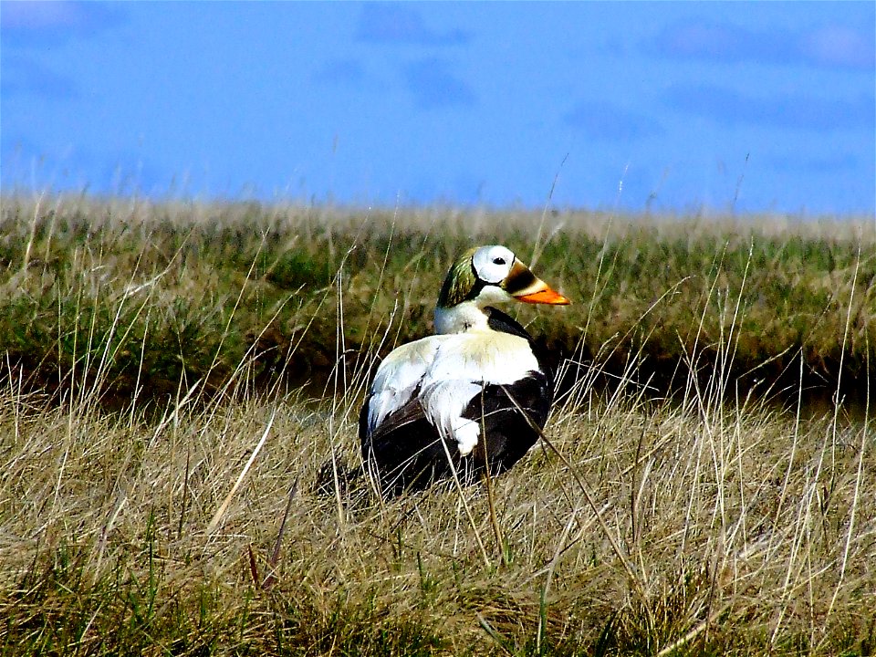 Spectacled eider drake
