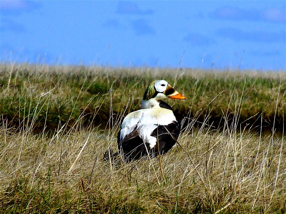 Spectacled eider drake photo