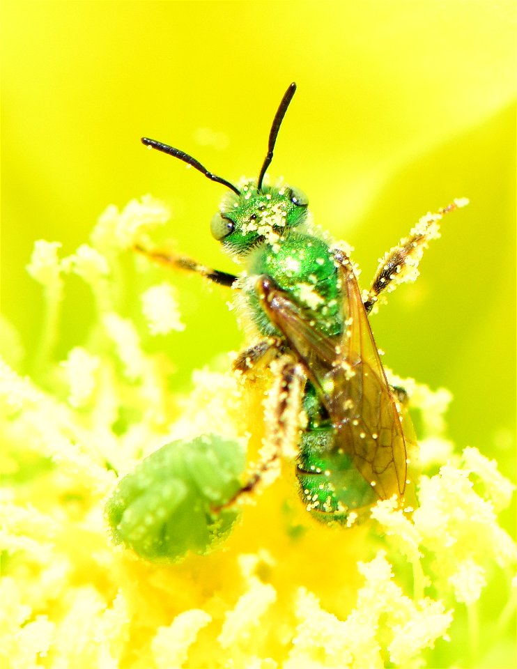 Metallic green sweatbee on prickly pear cactus at Pathfinder National Wildlife Refuge Wyoming