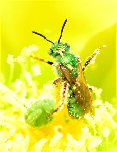Metallic green sweatbee on prickly pear cactus at Pathfinder National Wildlife Refuge Wyoming