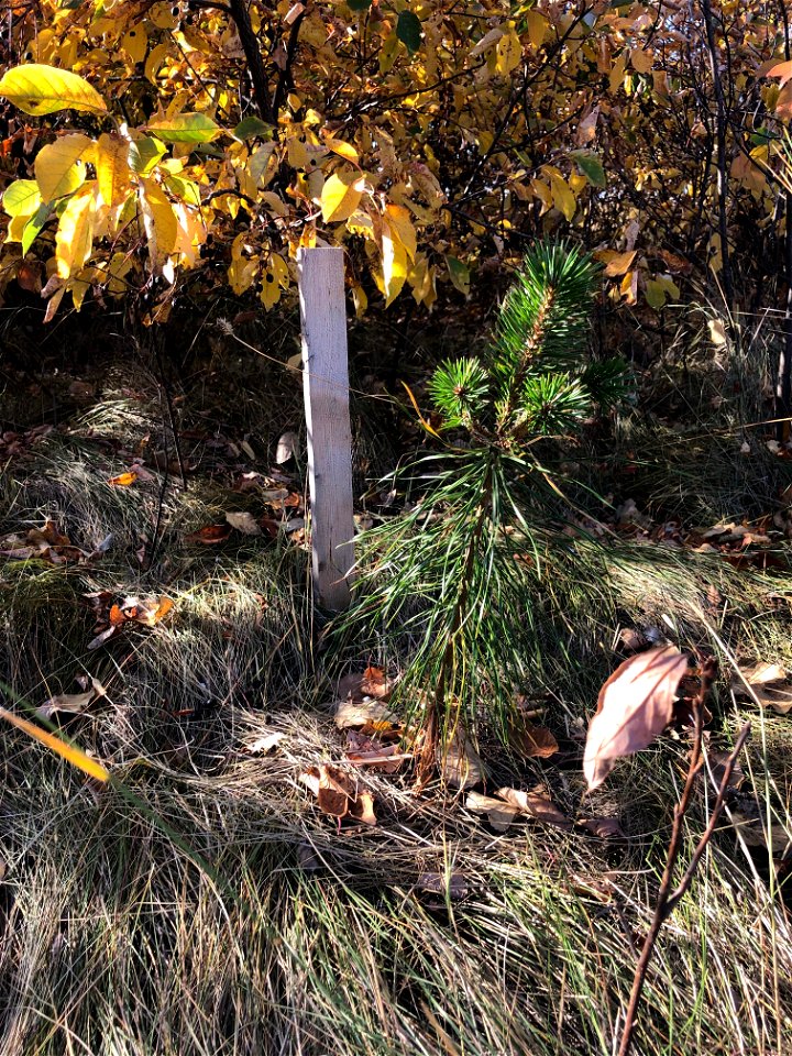 New Pine Growth
