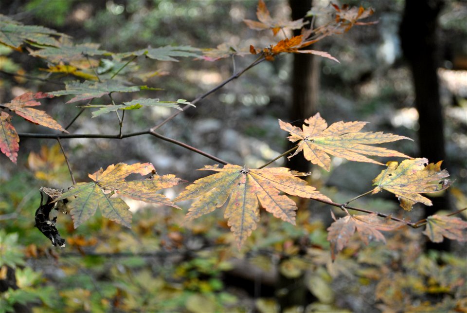 Deoksungsan Mountain