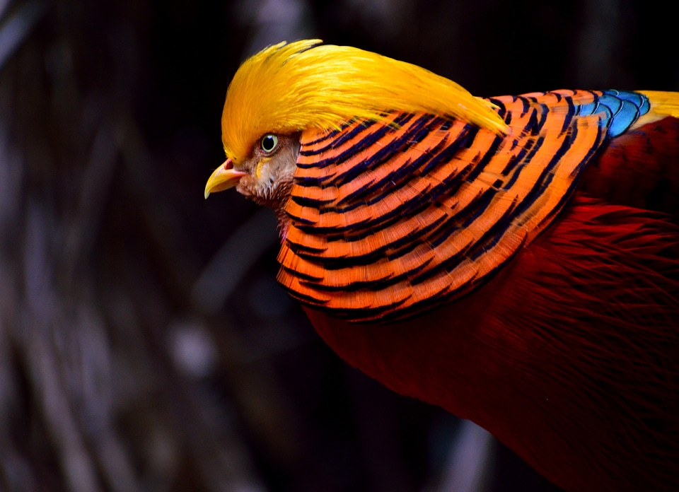 Yellow-red exotic wildlife