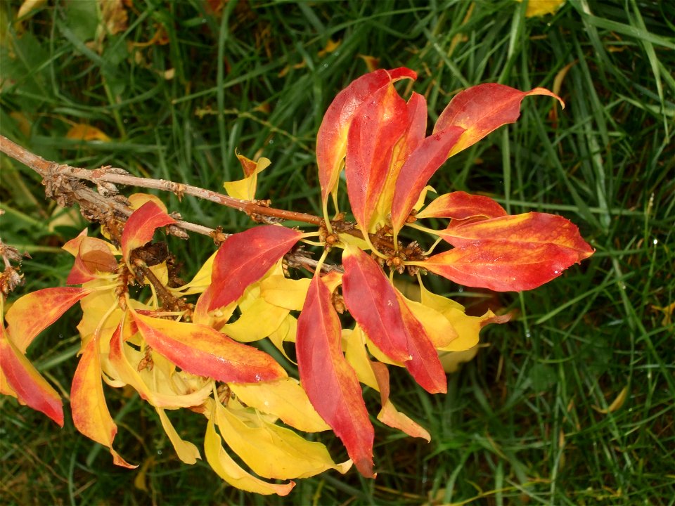 toamna2009_1120_092055