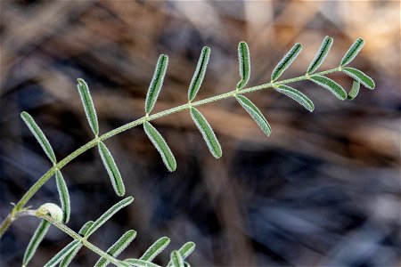 Astragalus puniceus gertrudis