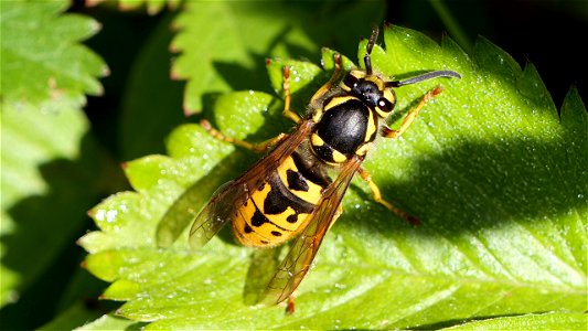 Königin von Vespula germanica (Deutsche Wespe)