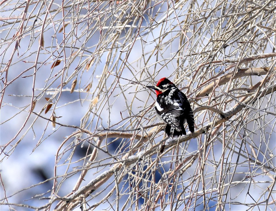 Red-naped sapsucker at Seedskadee National Wildlife Refuge