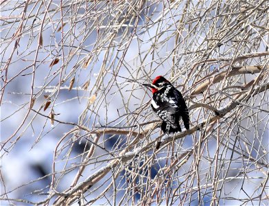 Red-naped sapsucker at Seedskadee National Wildlife Refuge