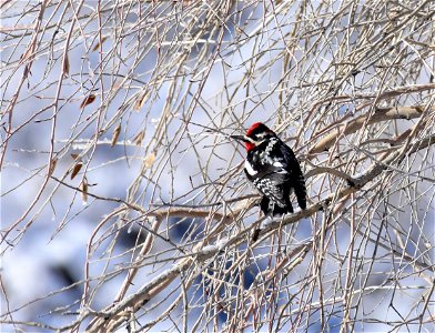 Red-naped sapsucker at Seedskadee National Wildlife Refuge photo