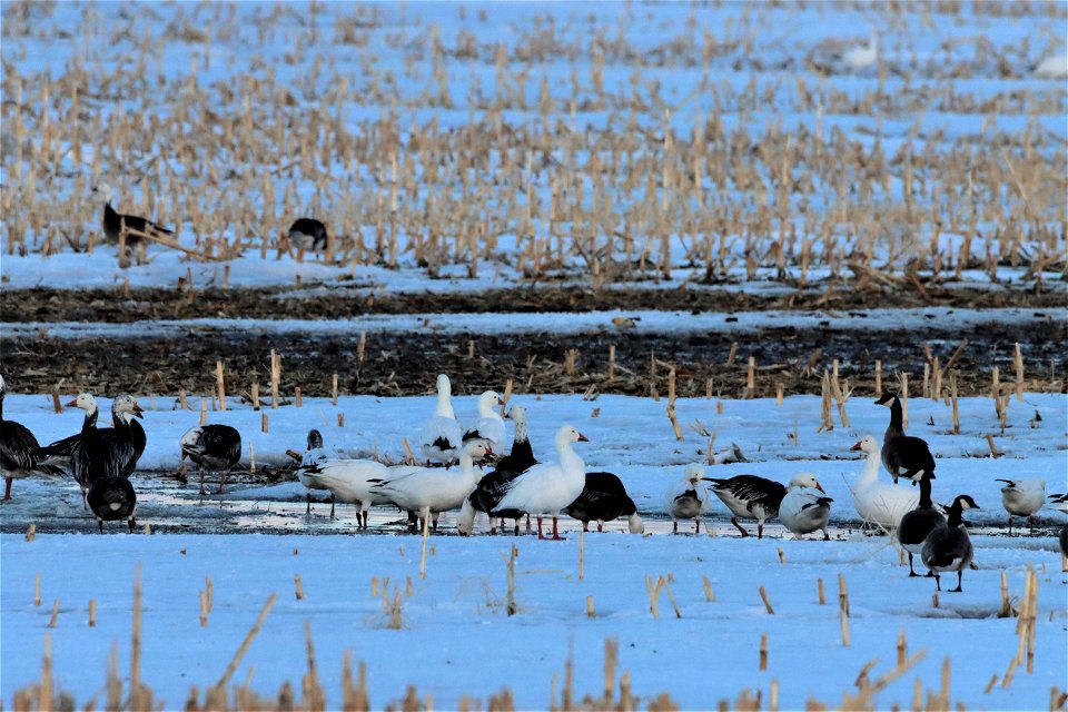 Snow Geese at Sunset Huron Wetland Management District
