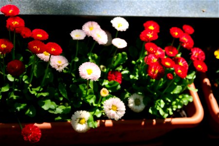 cimitir Sfanta Vineri (22)