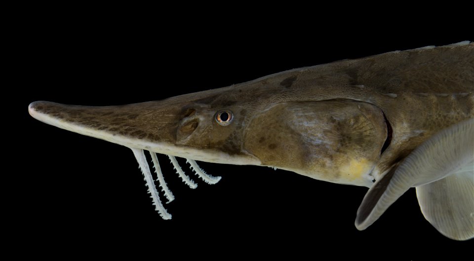 Shovelnose Sturgeon (Scaphirhynchus platorynchus)