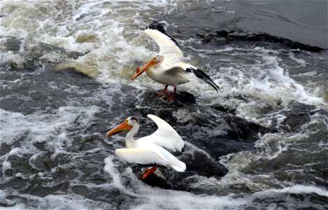 Pelicans wait for fish to pass by in the current photo