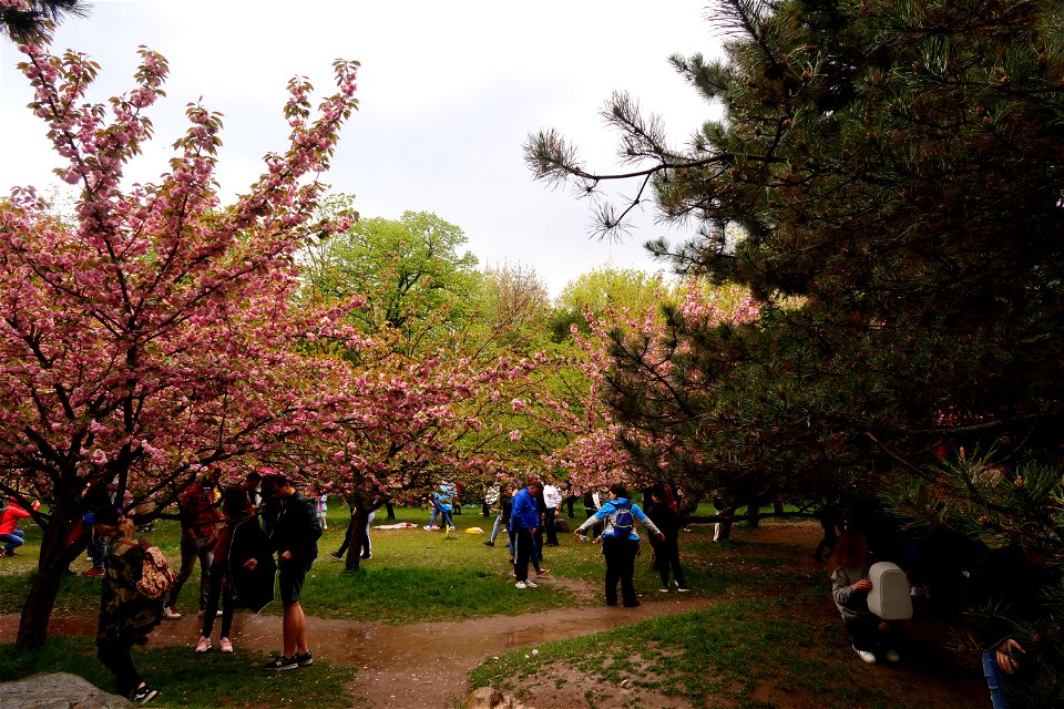 japanes_garden_rain_Herastrau (93)