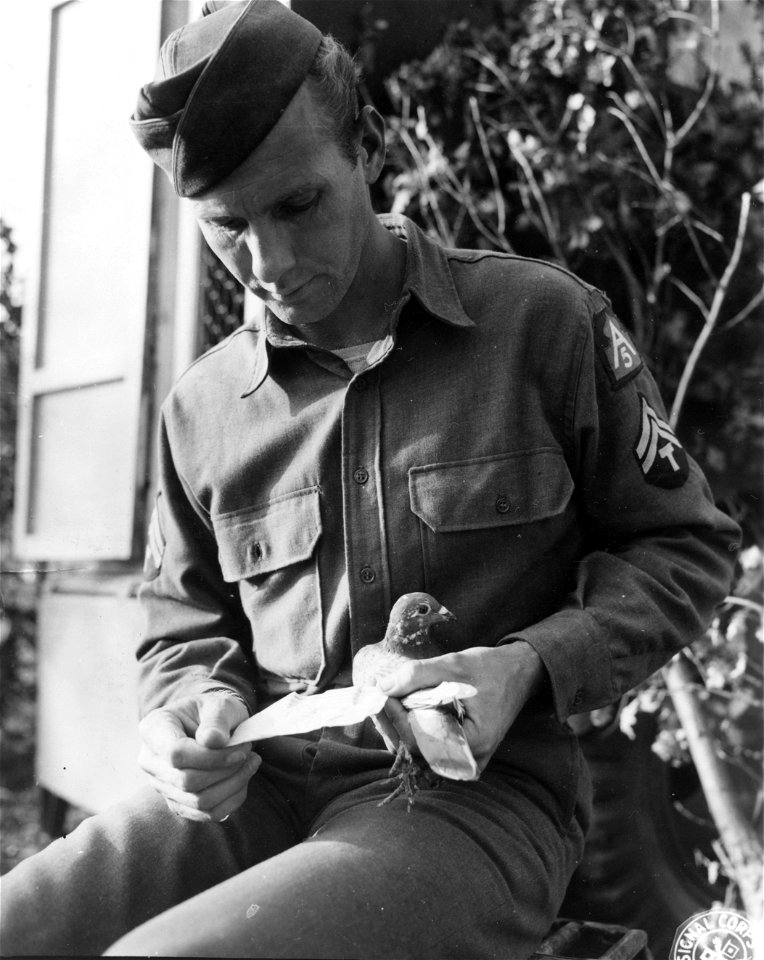 SC 184725 - T/5 Cletus H. Moert, Louisville, Ky., holds pigeon and reads message just taken from its leg. Pozzilli Sector, Italy. 18 December, 1943.