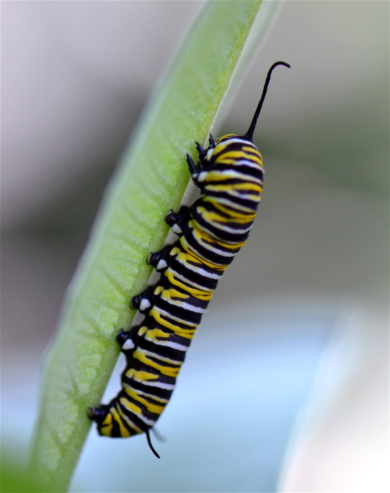Monarch caterpillar on common milkweed.