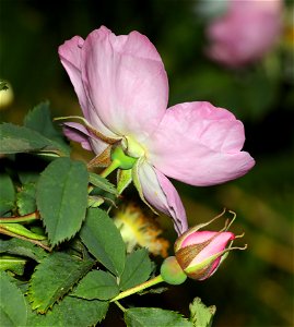WILD ROSE (07-07-2022) idaho county, id -02