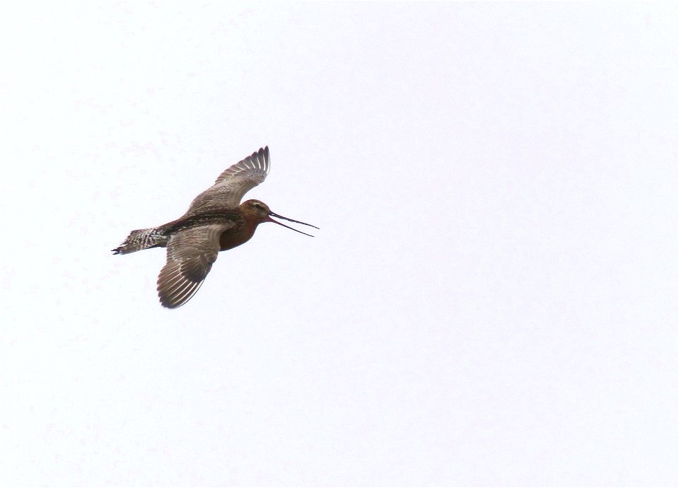 Bar-tailed Godwit photo