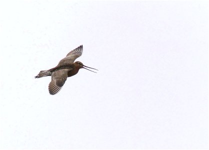 Bar-tailed Godwit