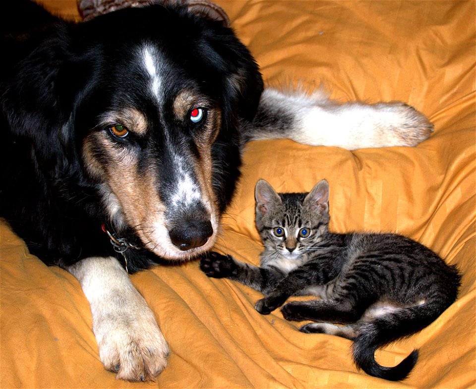 Darth Echo and Thrill Cat
