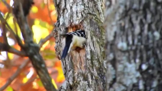 Hairy Woodpecker Creating a Cavity