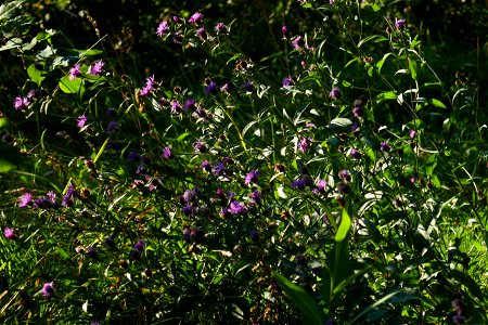 Sambata_monastery_mo2018_0826_084546(1)