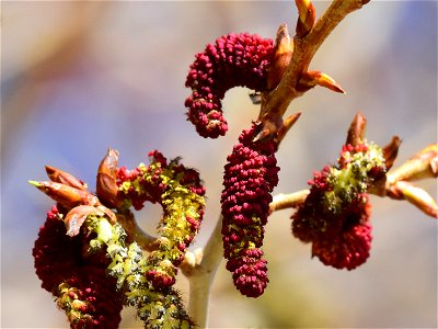 Narrowleaf cottonwood (Populus angustifolia) at Seedskadee National Wildlife Refuge photo