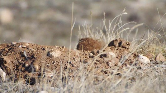 Badger on the National Elk Refuge