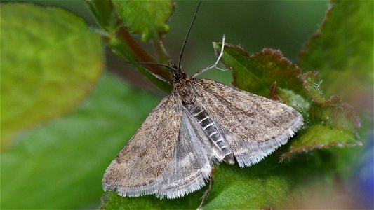 Pyrausta despicata (Olivbrauner Zünsler)