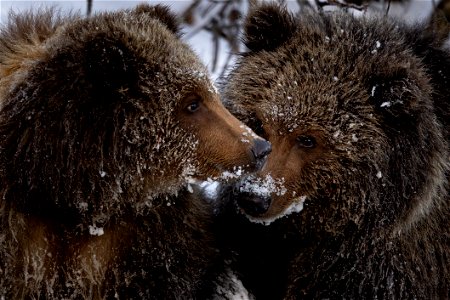 Kodiak brown bear cubs in the snow photo