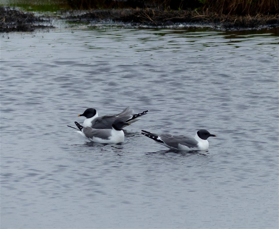 Sabine's gulls photo