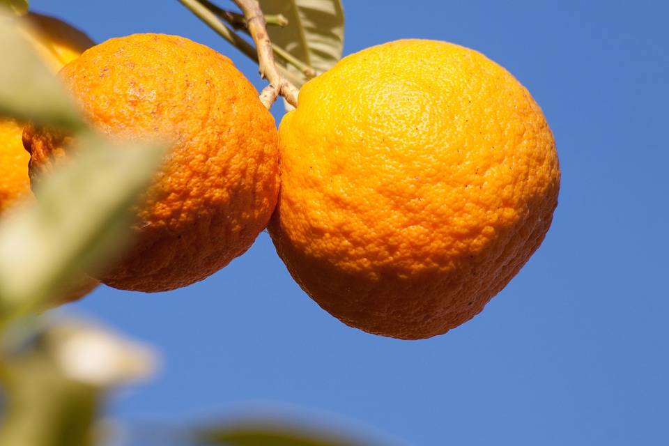 Citrus fruit fruits tree