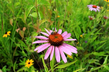 Bee on purple coneflower photo