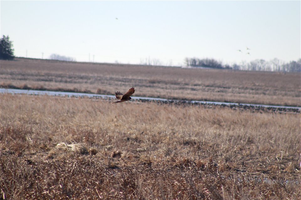 Northern Harrier Owens Bay Lake Andes National Wildlife Refuge South Dakota