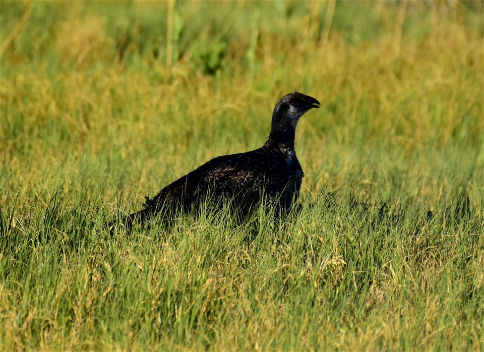 Greater sage-grouse at Seedskadee National Wildlife Refuge