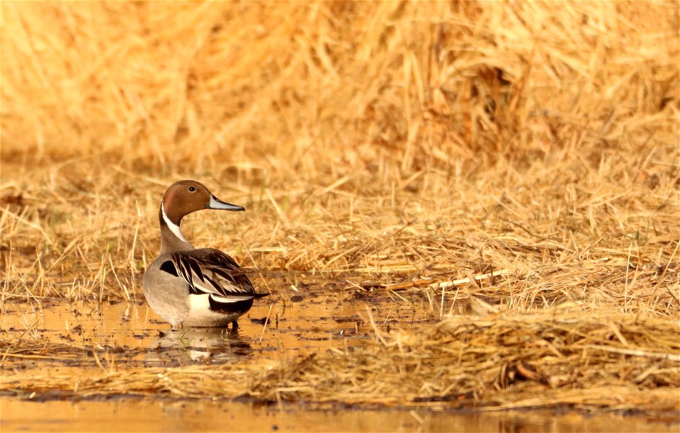 Northern Pintail Drake Huron Wetland Management District photo