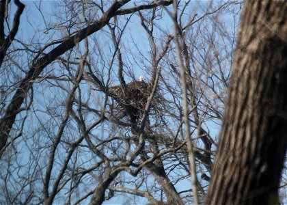 Bald Eagle Nest photo
