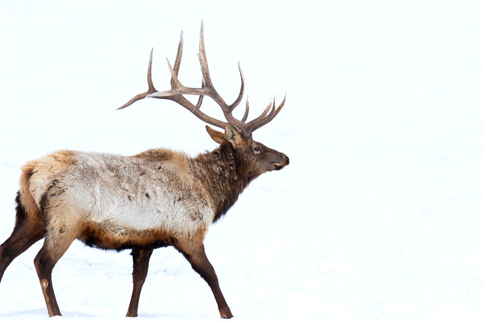 Elk on the National Elk Refuge