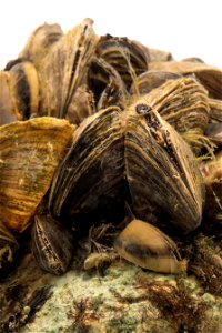 Zebra Mussels (Dreissena polymorpha) photo