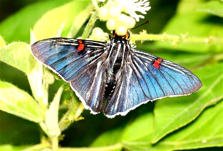 SKIPPER, GUAVA (Phocides polybius) (12-08-2022) resaca de la palma, brownsville, cameron co, tx -01