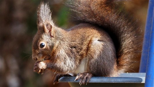Das Oachkatzl ist hungrig